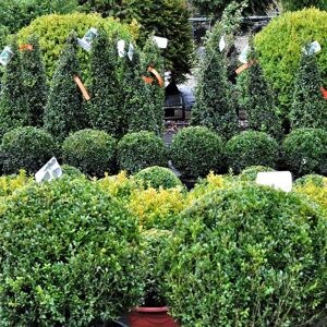 Buxus sempervirens 20-30 cm